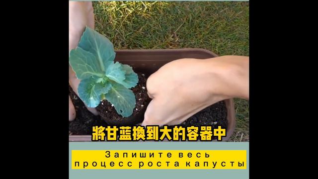 Запишите весь процесс роста капусты смотреть онлайн