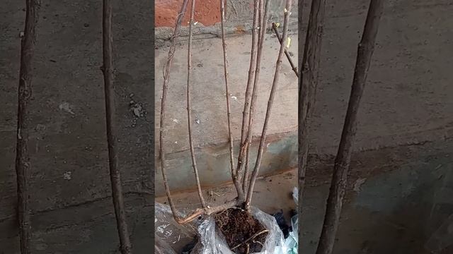 отзыв о канале"изумрудная дача"07.04.23 смотреть онлайн