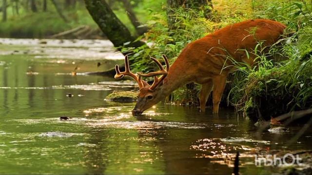 Б.Окуджава - Хочется просто жить! Читает Светлана Ильченко. смотреть онлайн