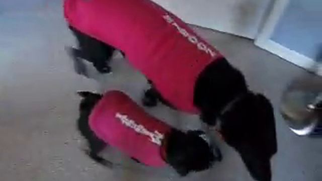 Canine Dance Party
