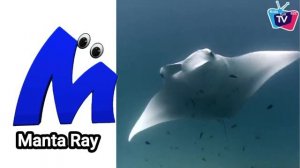 Sea Animals ABC Song, Phonics Song, abc song, ABC Kids, Learn ABC, Nursery Rhymes  @Kidsfuna2zTV