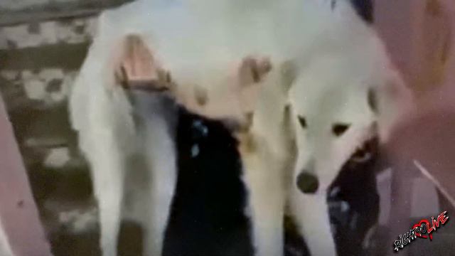 Бездомный малыш не понимал, почему не может ходить, а люди проходили мимо! смотреть онлайн