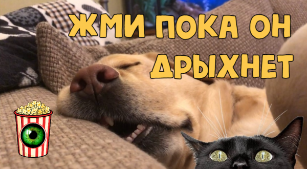 ПОДБОРКА ✨ ЗВЕРОМАНИЯ. LOVE FOR ANIMALS #13