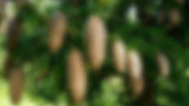 Шишки смотреть онлайн