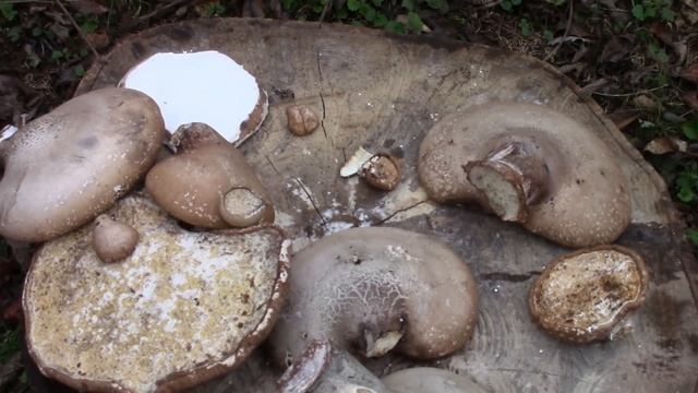 Birch Polypore (Razor Strop Fungus) Uses смотреть онлайн