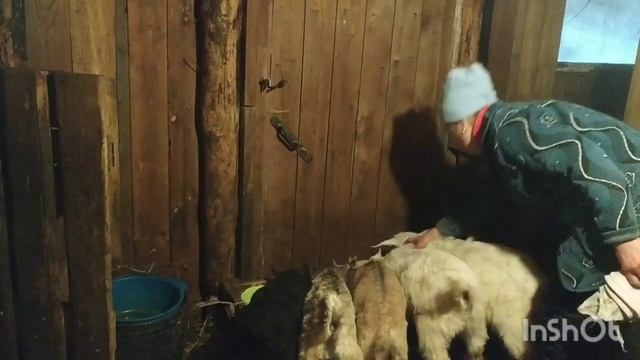 Мои козлята пьют молоко из миски . смотреть онлайн