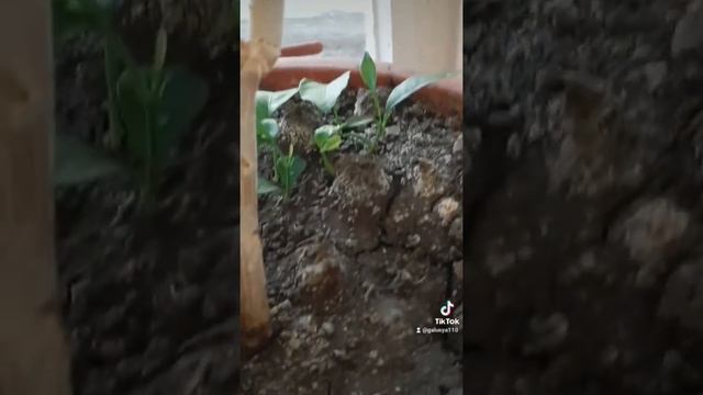 Обеж в 18.37 ч вечера.Если у вас есть картофелина, пельмени и галныш? Казахские баурсаки. смотреть онлайн