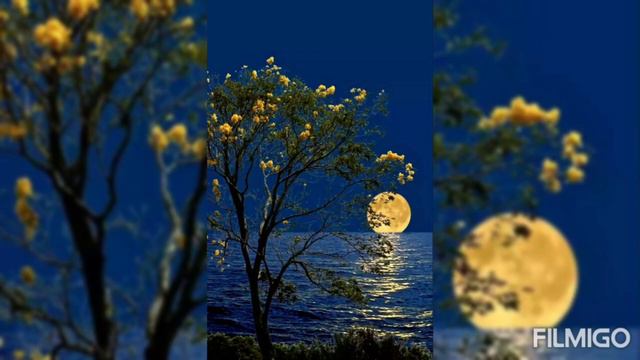 Волшебного вечера вам!!!🌜Have a magical evening to you!!!🌛 смотреть онлайн