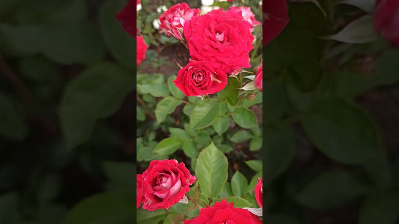 РОЗЫ Rose-Bushes.ru Чайно-гибридные, спрей, миниатюрные - бордюрные. смотреть онлайн