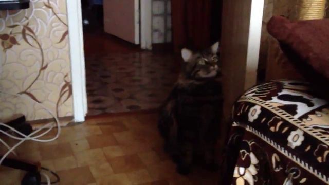 Привезли новую кошку смотреть онлайн
