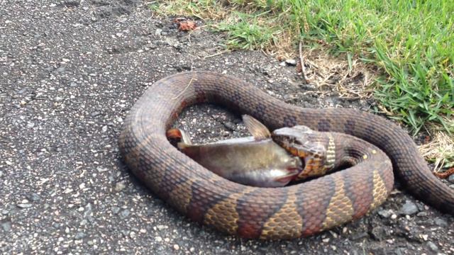 Snake Eating Big Catfish смотреть онлайн