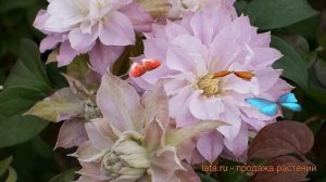 Клематис крупноцветковый Дансинг Смайл ? обзор: как сажать, саженцы клематиса Дансинг Смайл