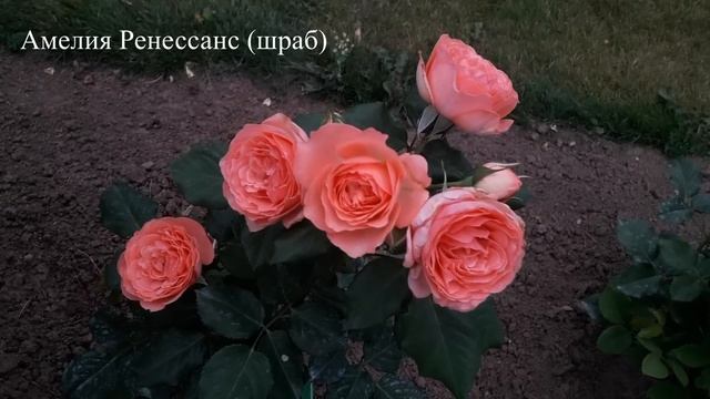 ✿➽ Новые розы (первогодки) в саду. 2023 часть 2 смотреть онлайн