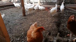 Влияние петуха на яйценоскость кур.