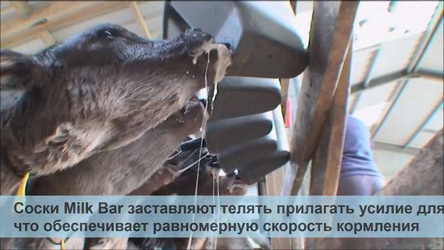 Поилки для телят Милк Бар Milk bar смотреть онлайн