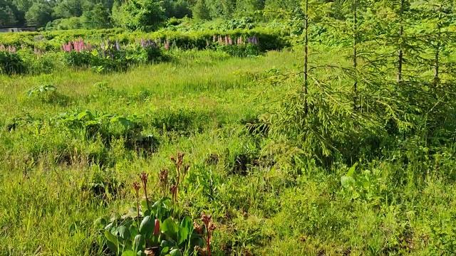 Заброшенный питомник растений. смотреть онлайн