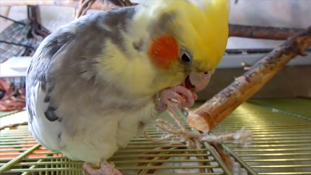 Попугай и вкусняшки. смотреть онлайн