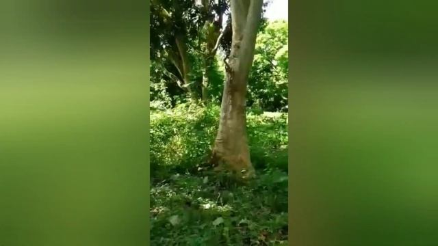 OUR MINI (GMELINA TREES PLANTATION)