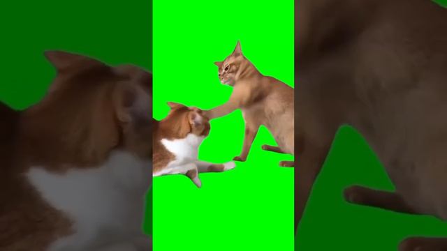 Кот бьет кота смотреть онлайн