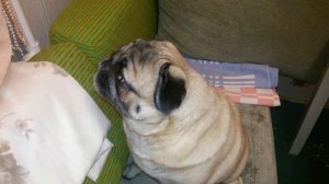 Мопс гавкает,редкая запись голоса!