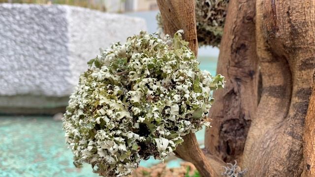 Обзор предметов интерьера - Деревья из цетрарии и кладонии смотреть онлайн