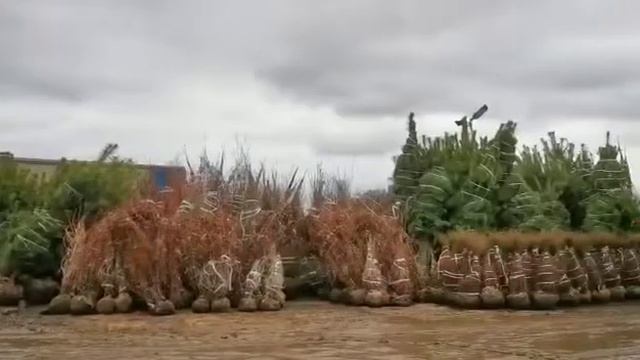 Разгрузка деревьев с поля. Питомник Ярус. смотреть онлайн