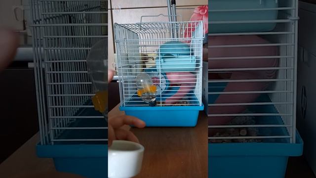 Что нужно хомяку Как живёт наш хомяк смотреть онлайн