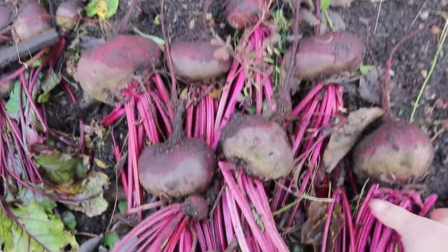 Свёкла будет всегда удачной на такой почве! Сравню разные сорта смотреть онлайн