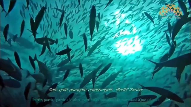 Mantra Gate Gate ♡ Sutra do Coração ♡ Deva Premal ♡ смотреть онлайн