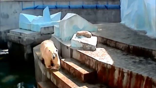 novosib z00 - Новосибирский зоопарк. смотреть онлайн