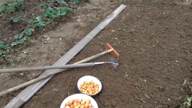 Посадка лука под зиму. Простой и надежный способ.mp4 смотреть онлайн