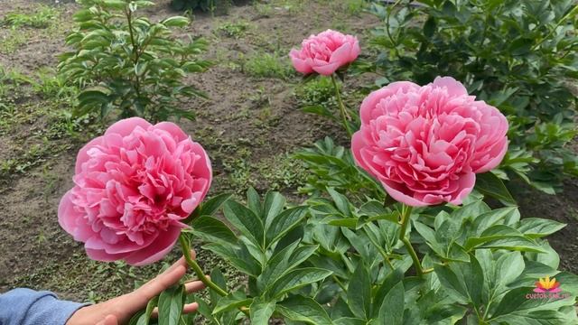 Эксклюзивный розовый пион ETCHED SALMON / Сад Ворошиловой смотреть онлайн