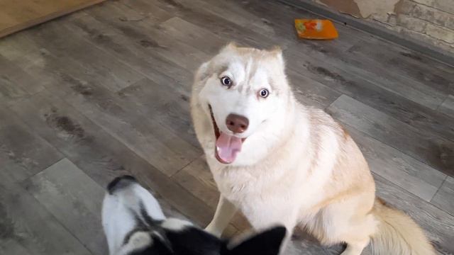 Две стервы хаски Байкала смотреть онлайн