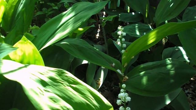 обзор моего сада - огорода в мае/тюльпаны после цветения смотреть онлайн