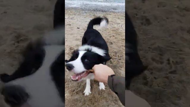 Игры собаки🤣/Бордер колли/Letti смотреть онлайн