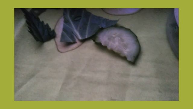 Что ест Лиза на протяжении дня🐌🥒🥦🌿? смотреть онлайн