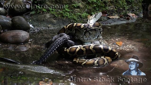 Small Alligator vs Big Python 02 Stock Footage смотреть онлайн