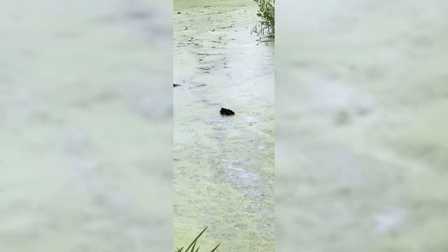 Редкие кадры с животными которые случайно попали на камеру! смотреть онлайн