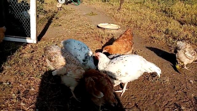 Цыплята Царскосельской породной группы на прогулке. Содержание цыплят в домашних условиях. смотреть онлайн