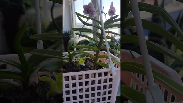 Христенсония вьетнамская (Christensonia vietnamica) хоть один цветок покажу😊🤭 смотреть онлайн