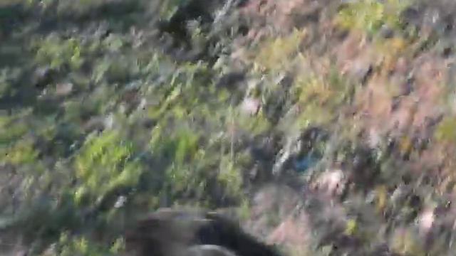 Кредо котешката стъпка смотреть онлайн