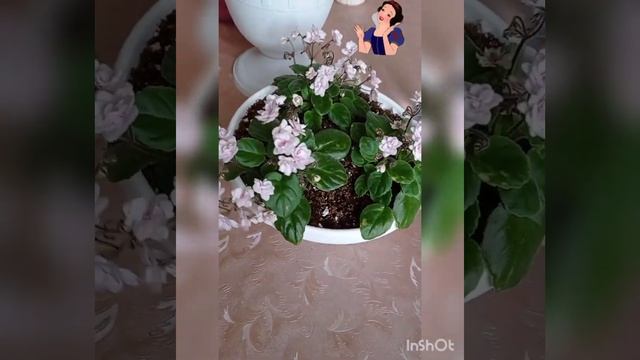 Ампельные сорта фиалок. Мой опыт выращивания. смотреть онлайн