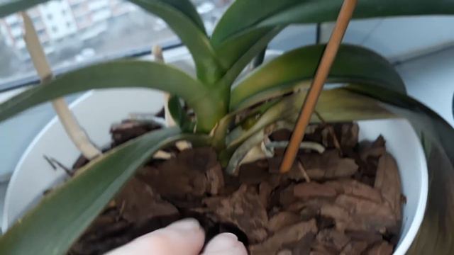 Полузасушенные орхидейки, но все с цветоносами. смотреть онлайн