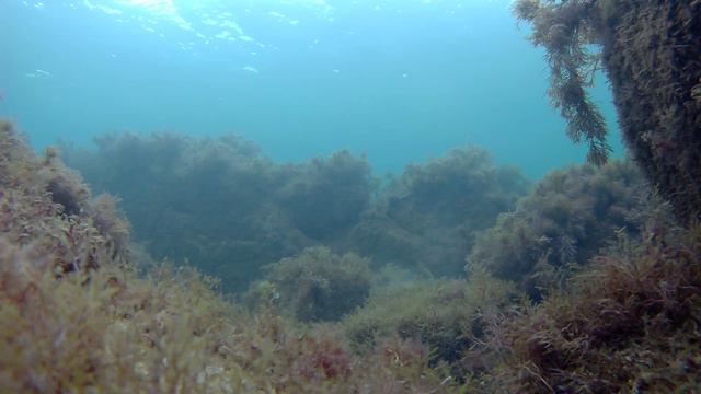 Последние дни лета в Черном море. смотреть онлайн