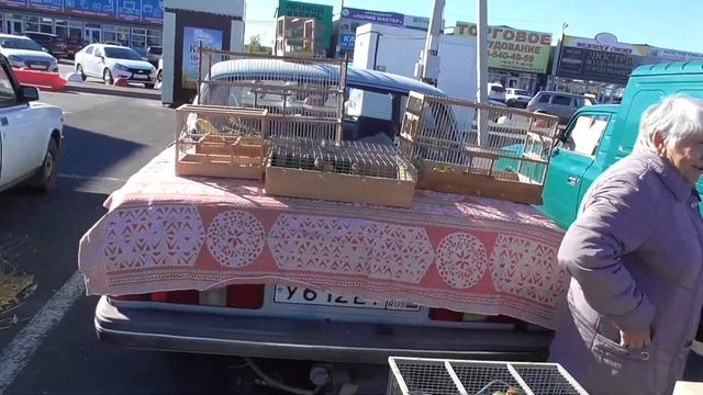 Ярмарка птиц г.Ростов на дону 7.10.2018г.2часть смотреть онлайн