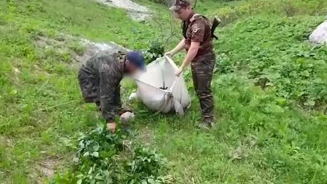 Житель Кубани насобирал краснокнижное растение на 2 млн рублей смотреть онлайн