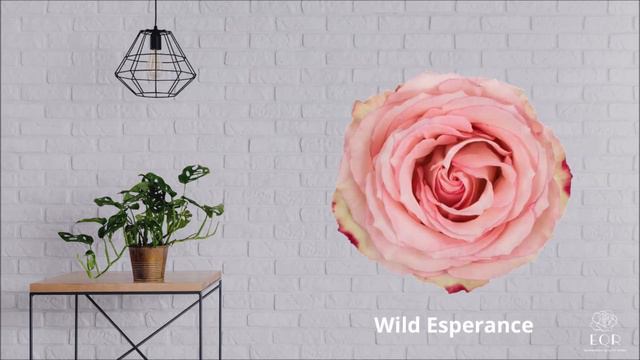 EQR Garden Look Roses ' Ecuadorian Quality Roses смотреть онлайн