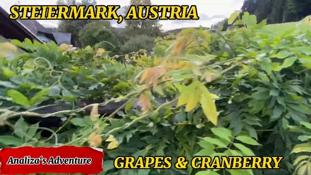 STEIERMARK, AUSTRIA | GRAPES | CRANBERRY | BACKYARD TOUR смотреть онлайн