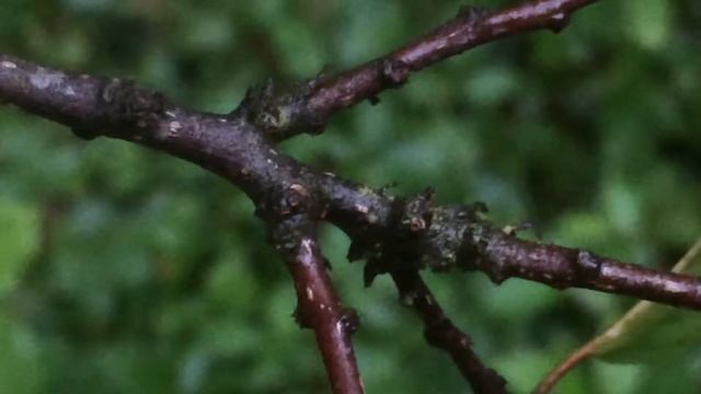 Educational videos on nature (Alder buckthorn - branches close up during rain) - July 2017 смотреть онлайн