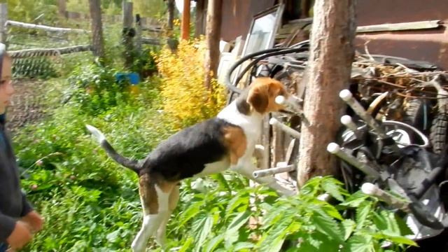 Мы в гостях на конном дворе /Конная прогулка